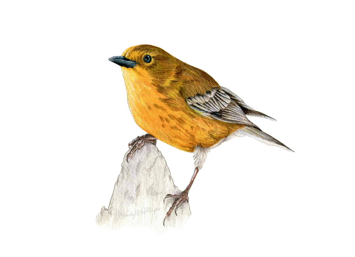 Pine Warbler Illustration