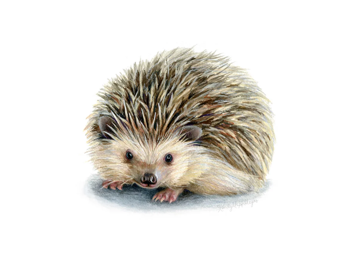 Hedgehog Illustration