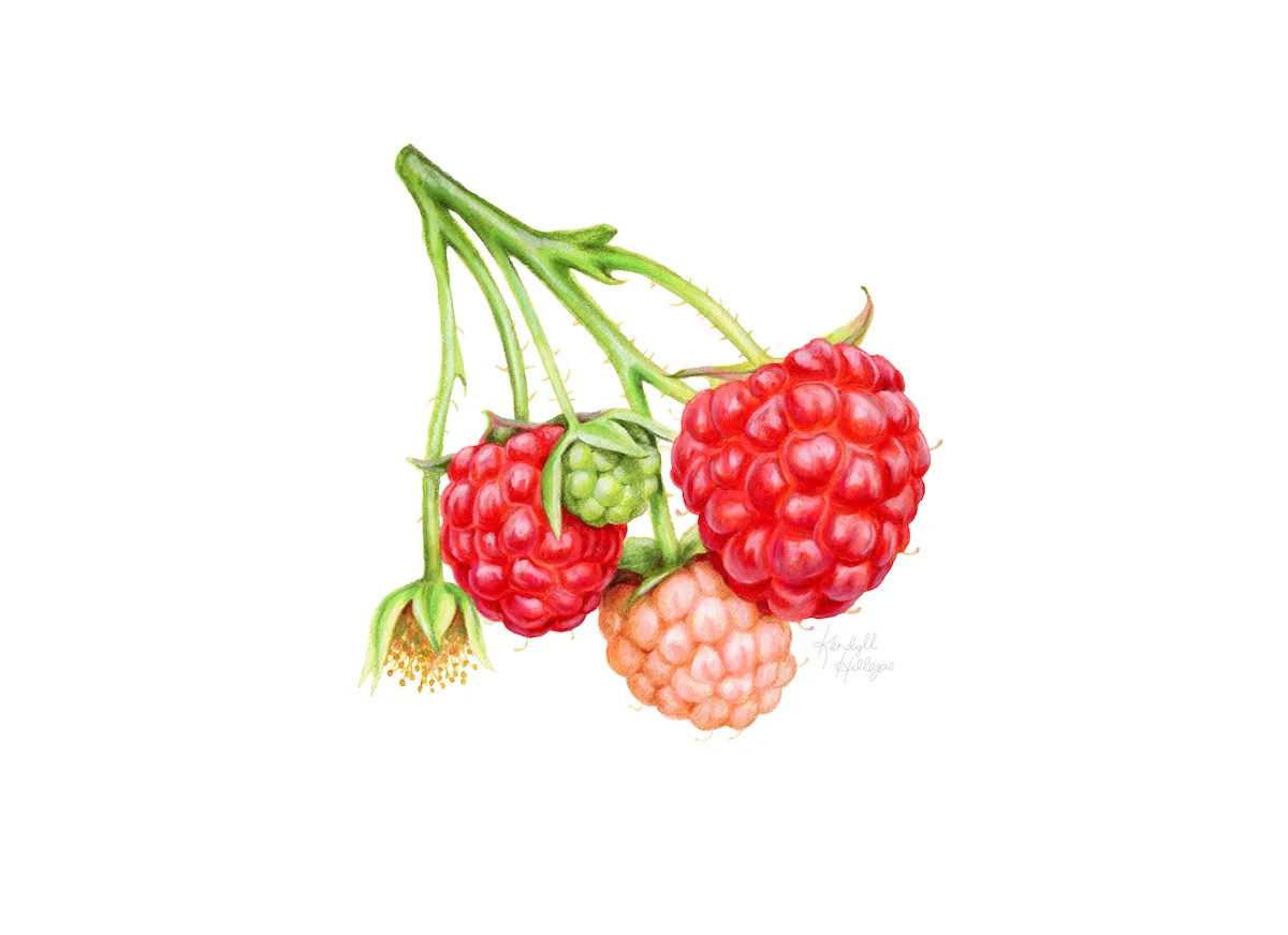 Raspberry Cluster