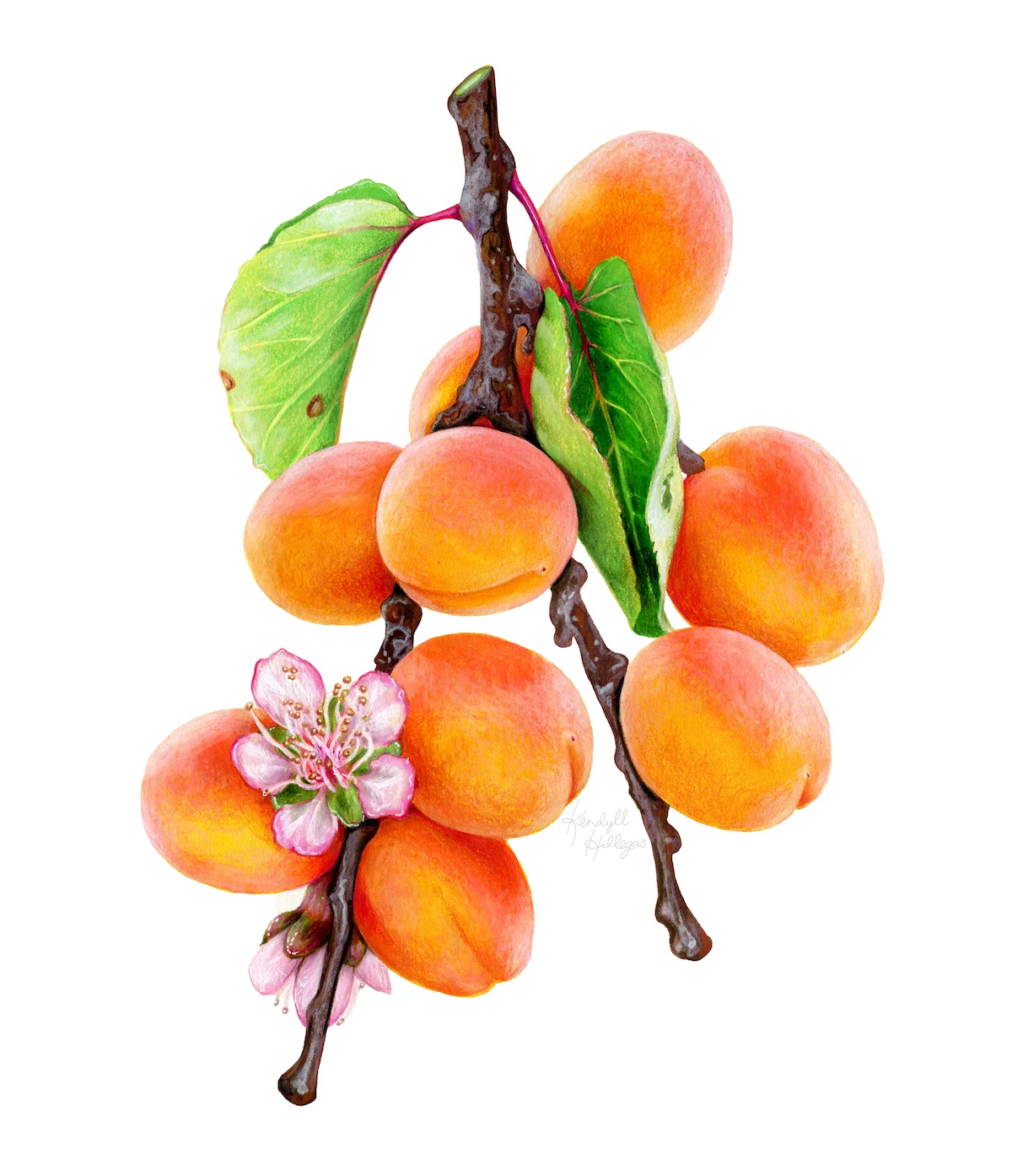 Apricots on the Branch with Blossoms