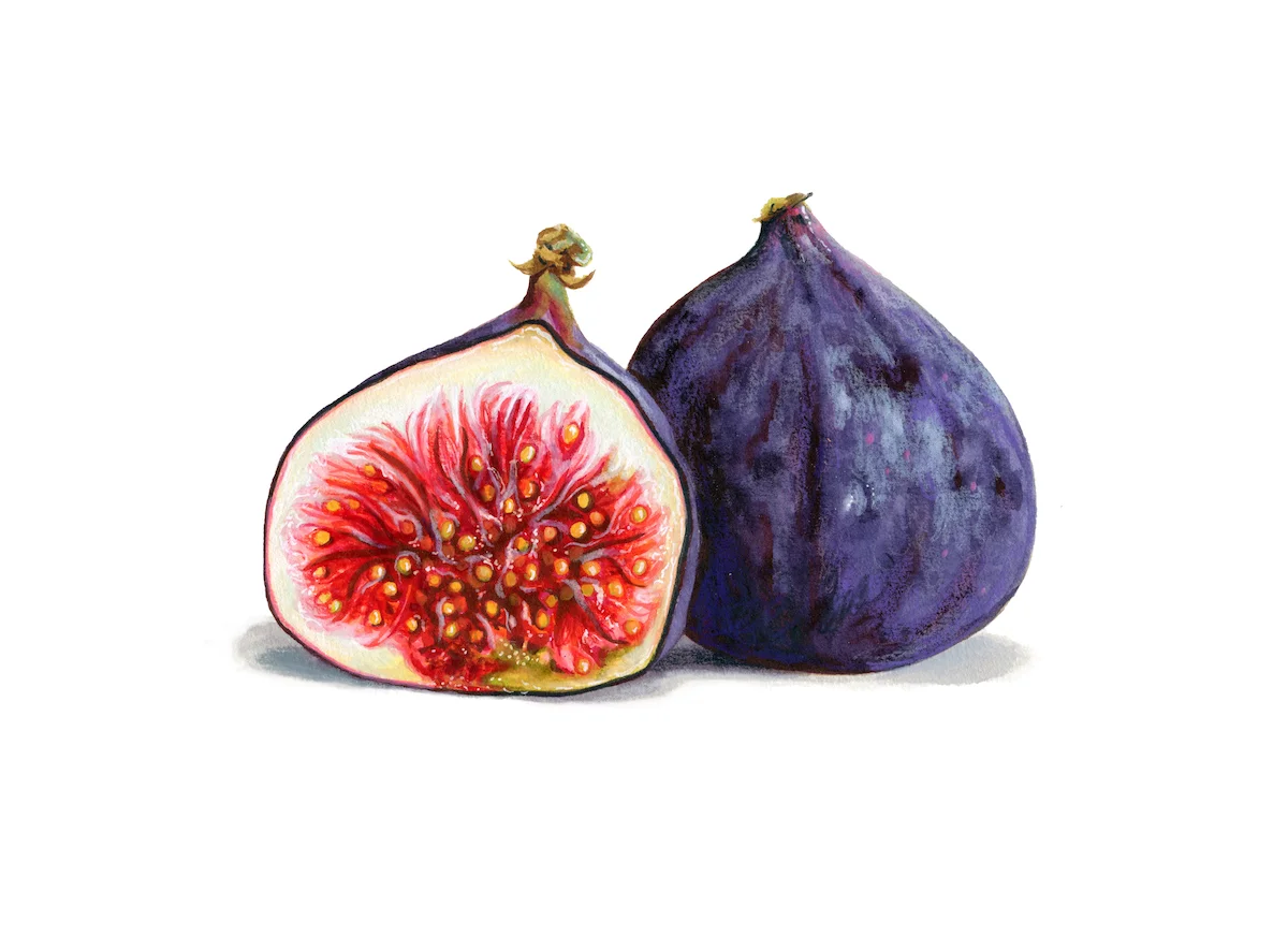 Sliced Fig Illustration