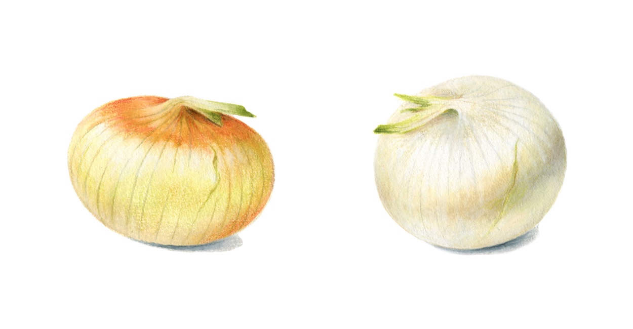 Vidalia and White