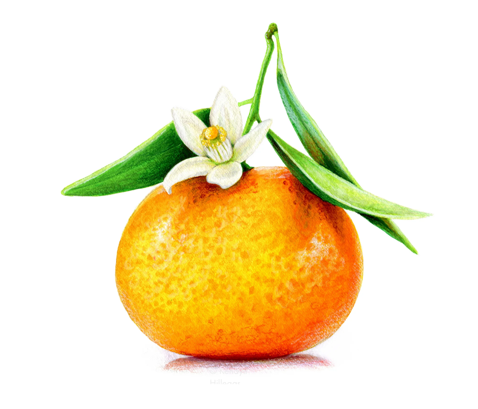 Clementine Tangerine