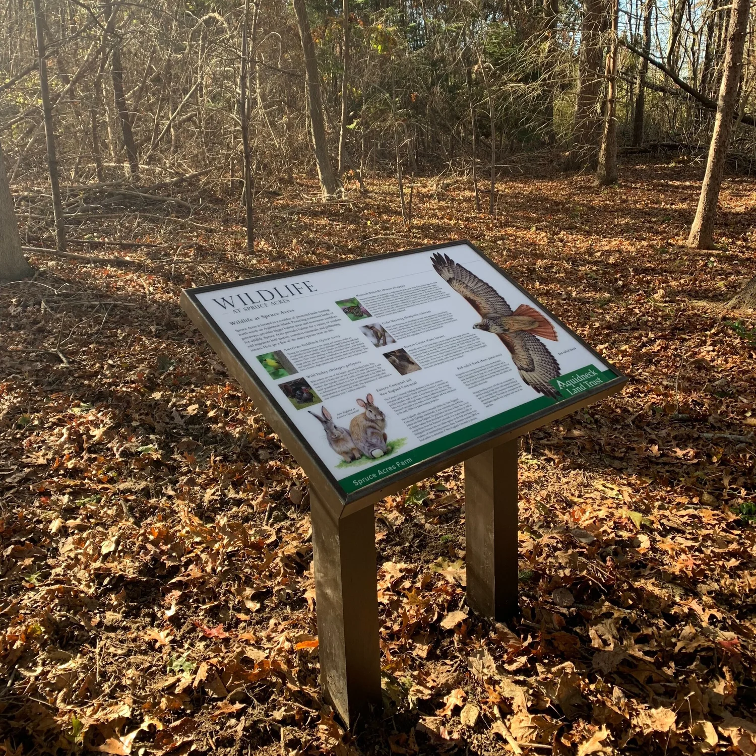 Botanical And Wildlife Illustration For Aquidneck Land Trust Kendyll Botanical And Wildlife Illustration For Aquidneck Land Trust Kendyll
