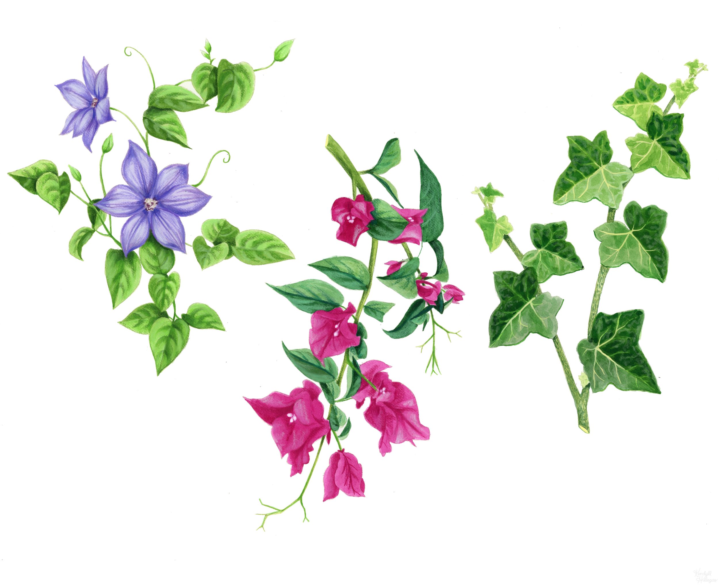 Green vines and flower stock illustration. Illustration of botanical -  12952892