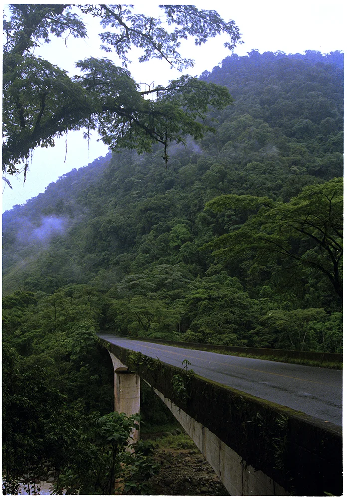 Bridge Rainforest.jpg