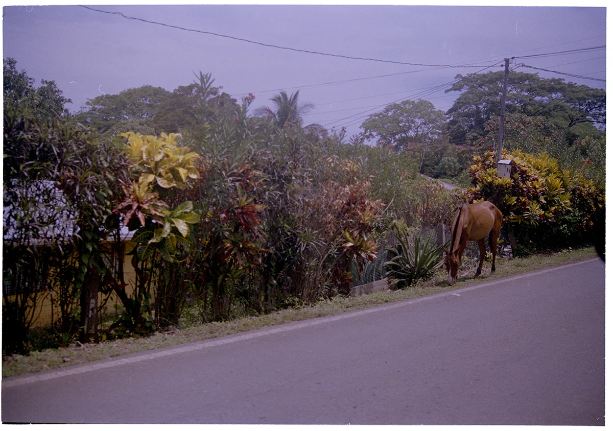 Caballo.jpg