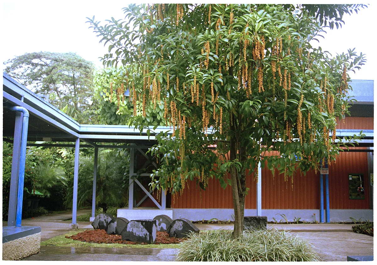 Rain Tree.jpg