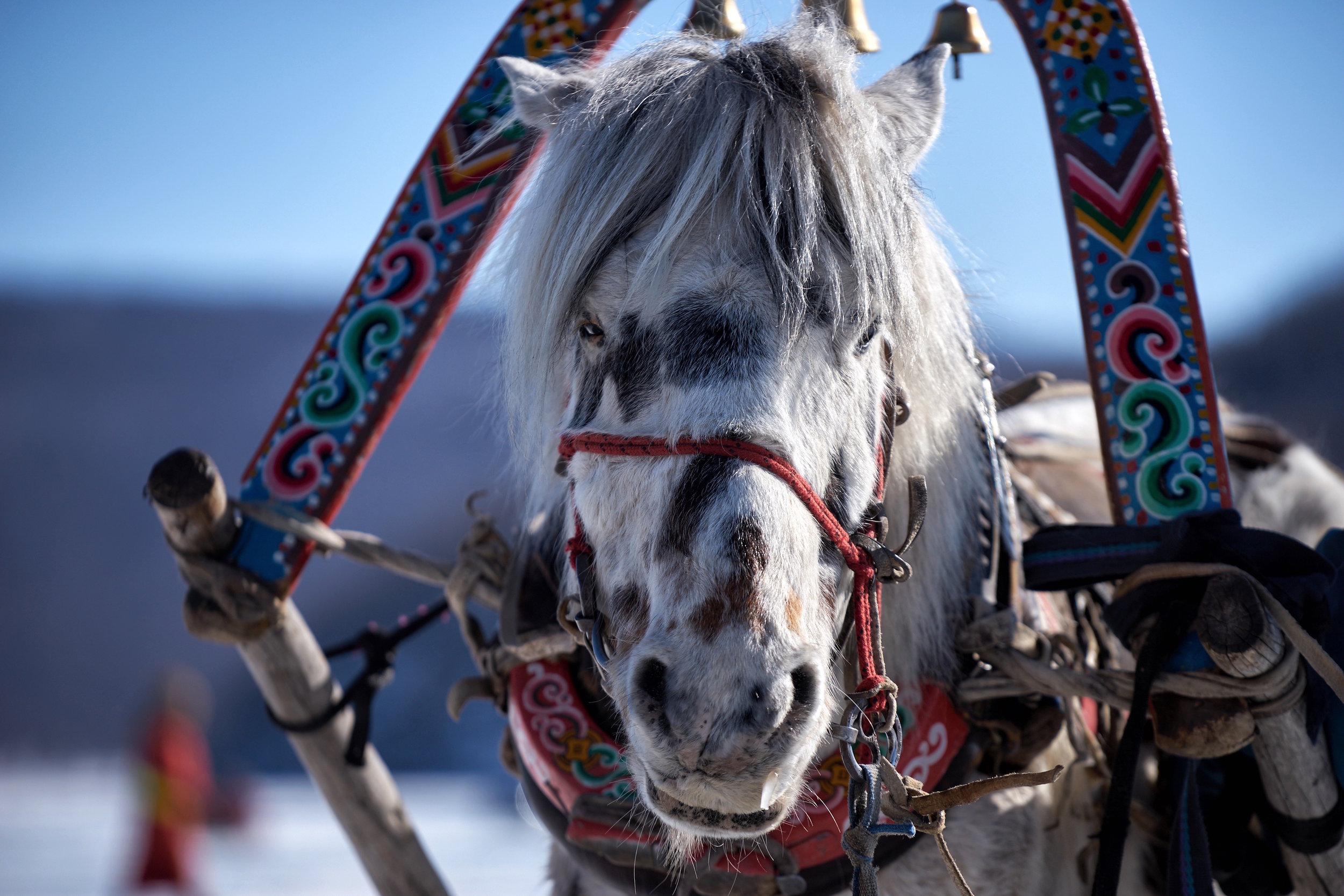 khasar_S_HorseSleigh_Huvsgul_Mongolia_Winter_2015.jpg
