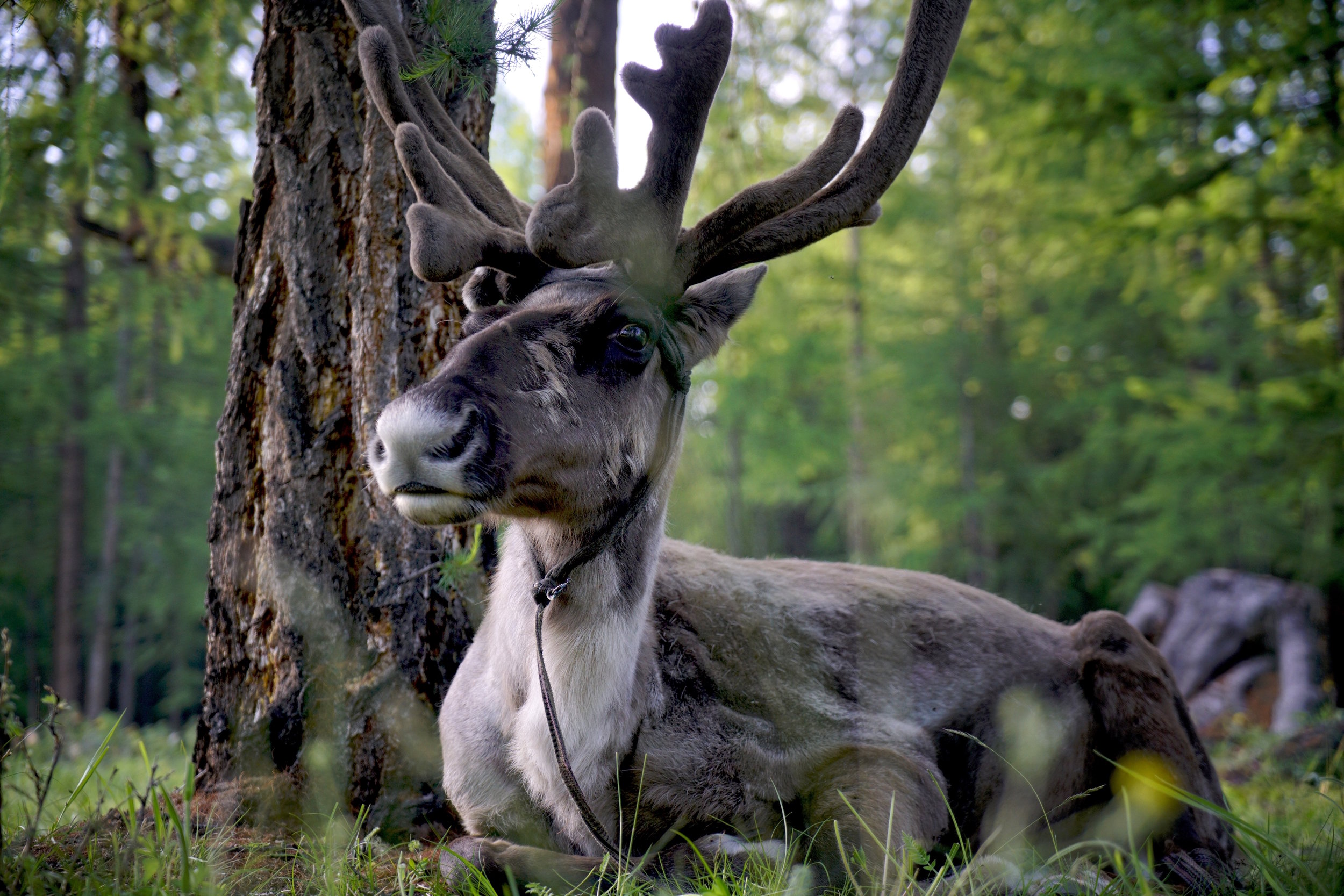 Khasar_S_GreyReindeer_Huvsgul_Mongolia_Summer_2016.JPG