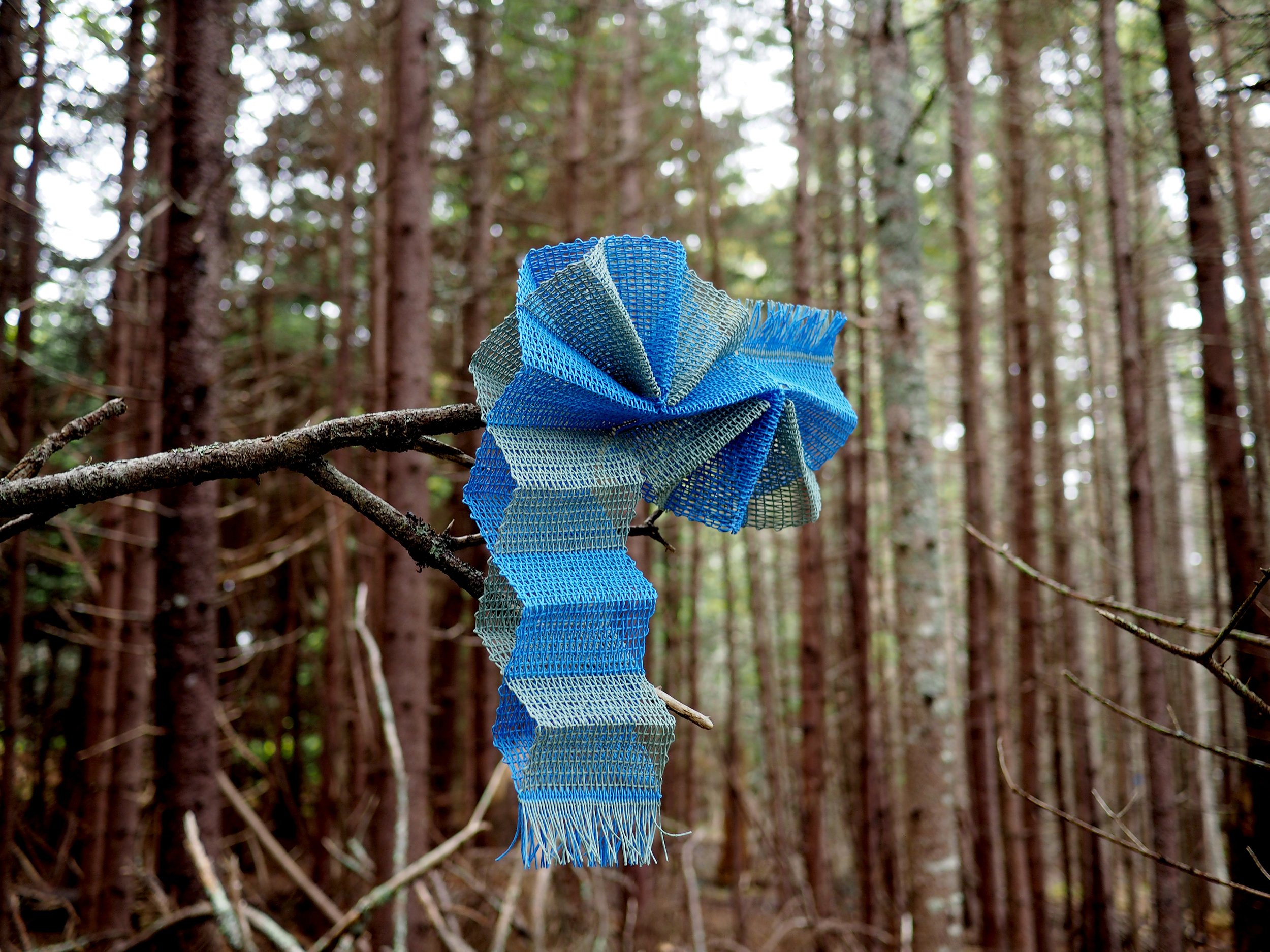 Tree Tunnel