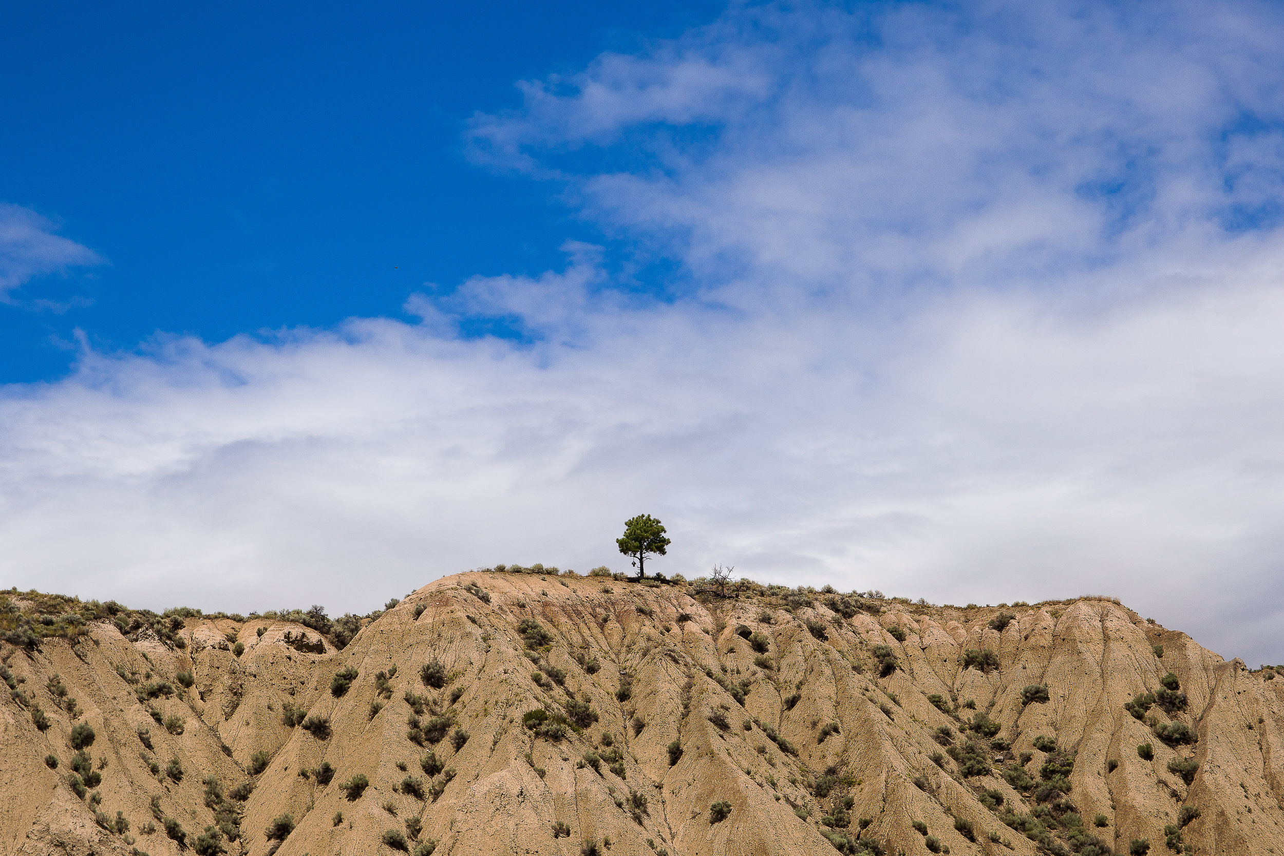 The tree on the hill at Bass Coast, an iconic landmark of the festival.