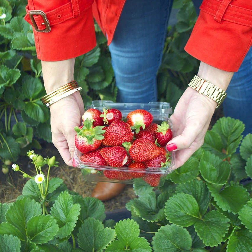 Strawberry Picking