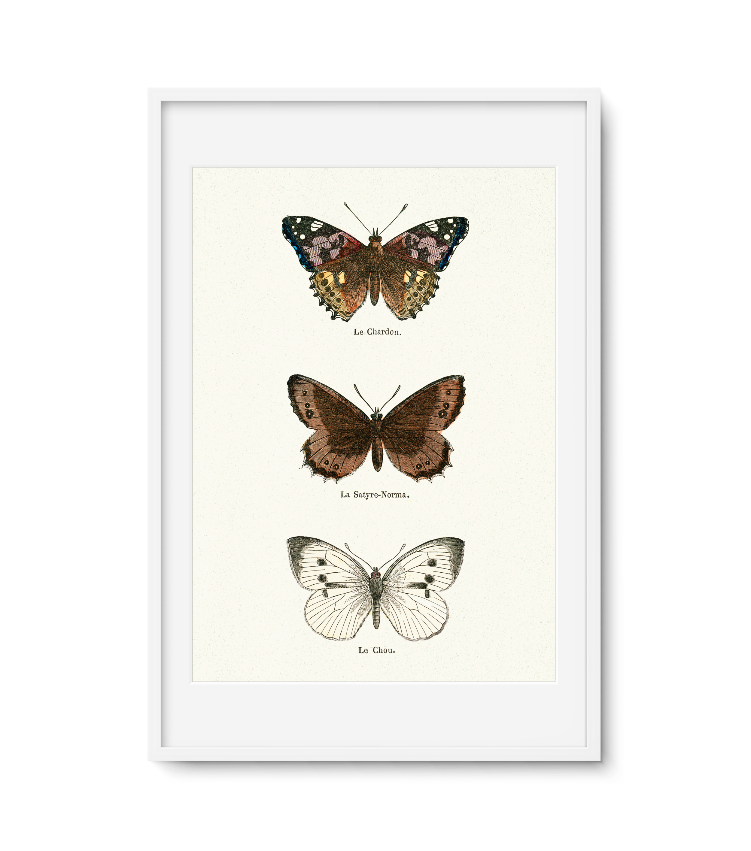 Butterfly.trio.png