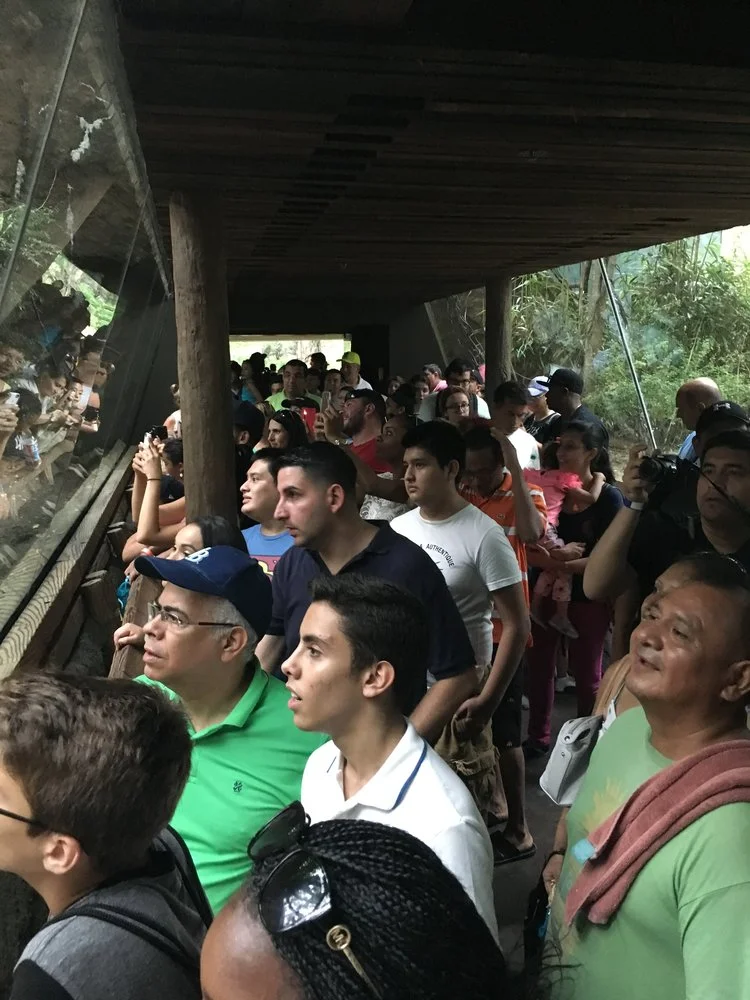 Watching the humans watching the gorillas