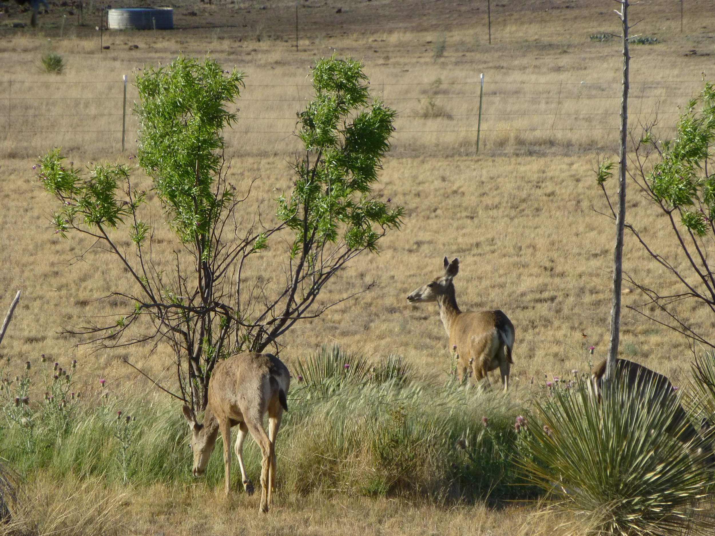 Antilopen vorm Kuechenfenster.JPG