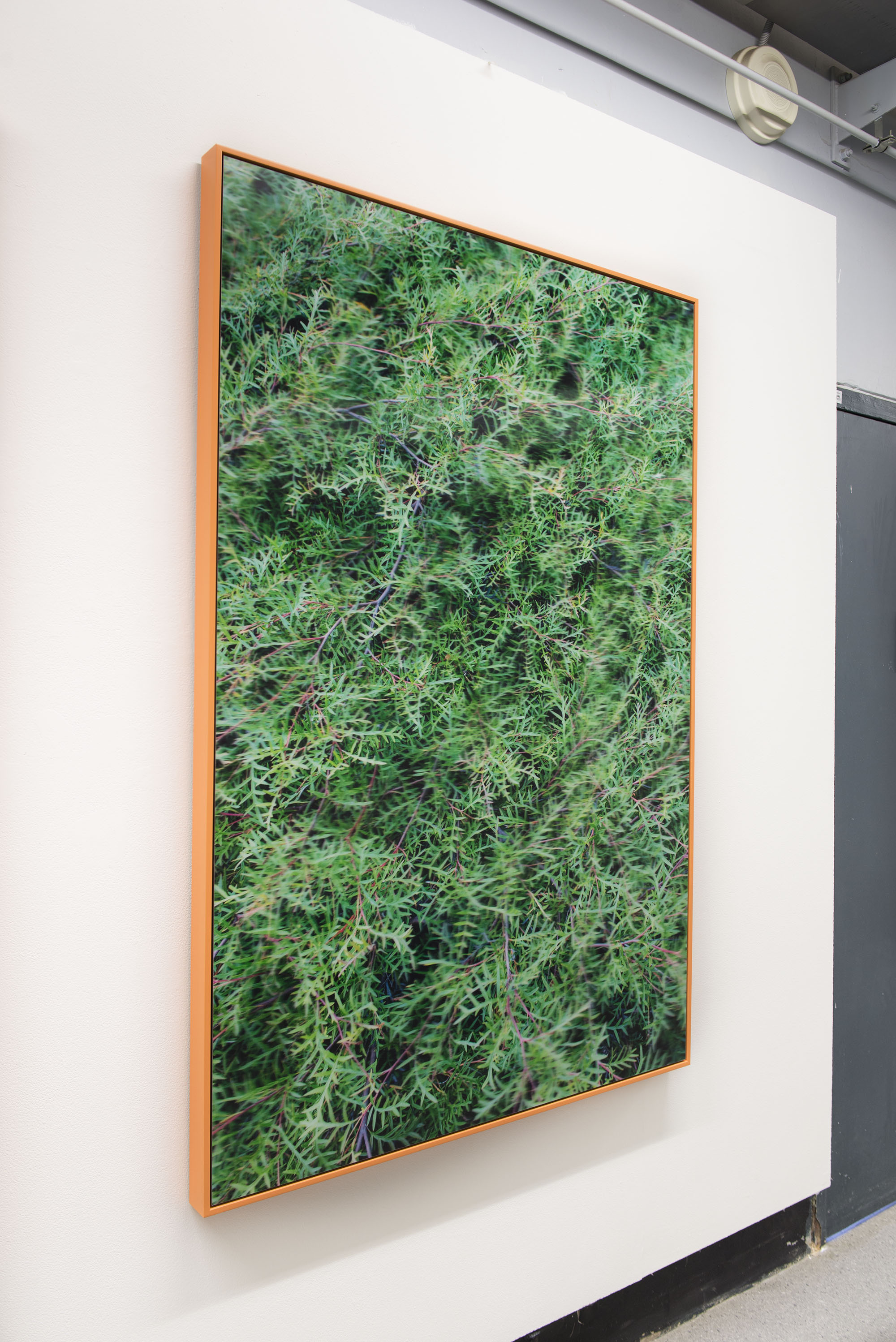 Nervous system , pure pigment on archival paper, acrylic lenticular lens, 165 x 110 cm