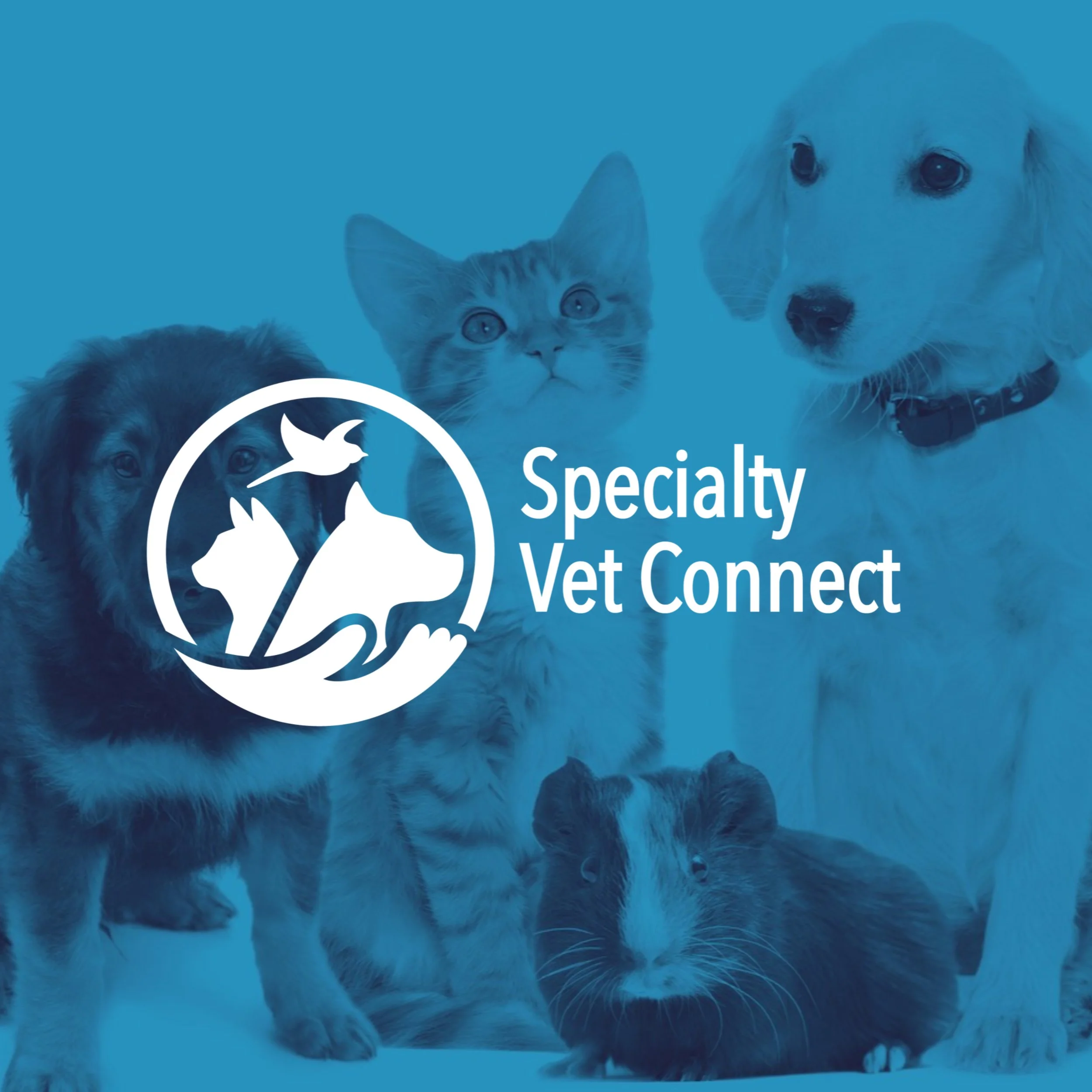 DANIELAGILL_SPECIALTYVETCONNECT_3.jpg