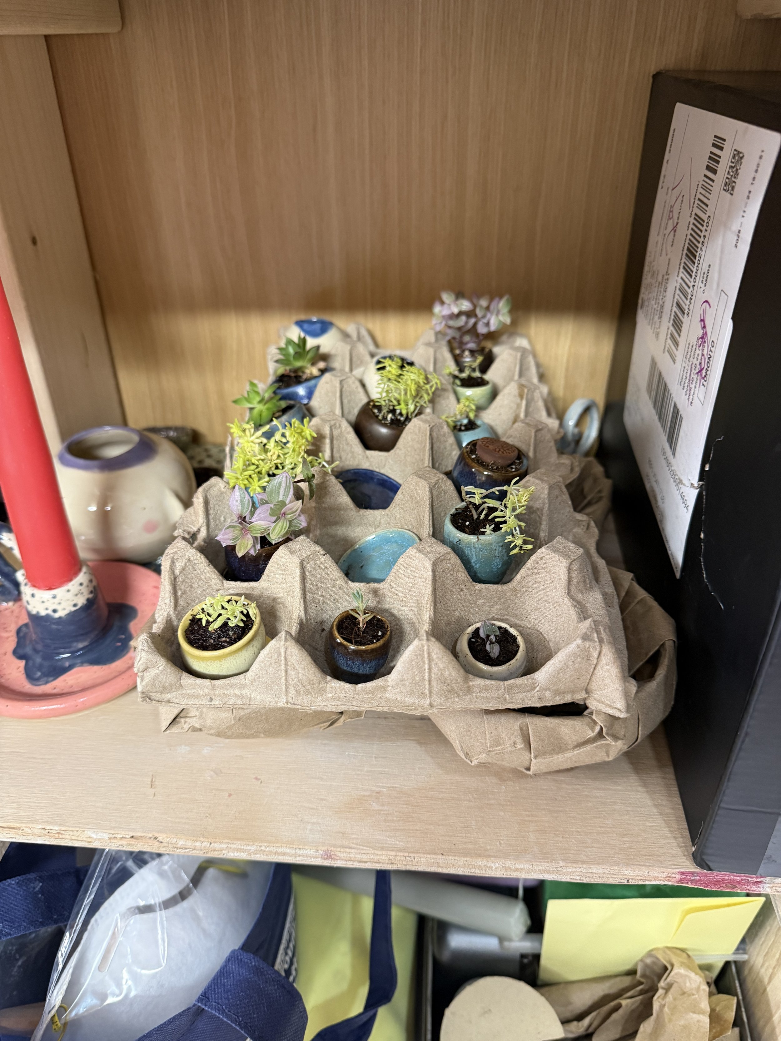 IMG_7131.JPG