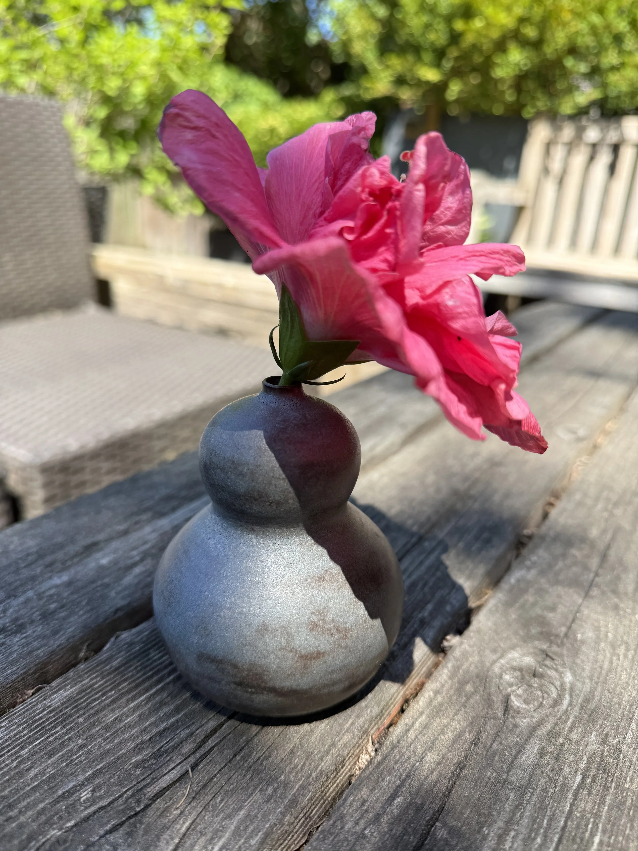 A bloom on summer solstice 