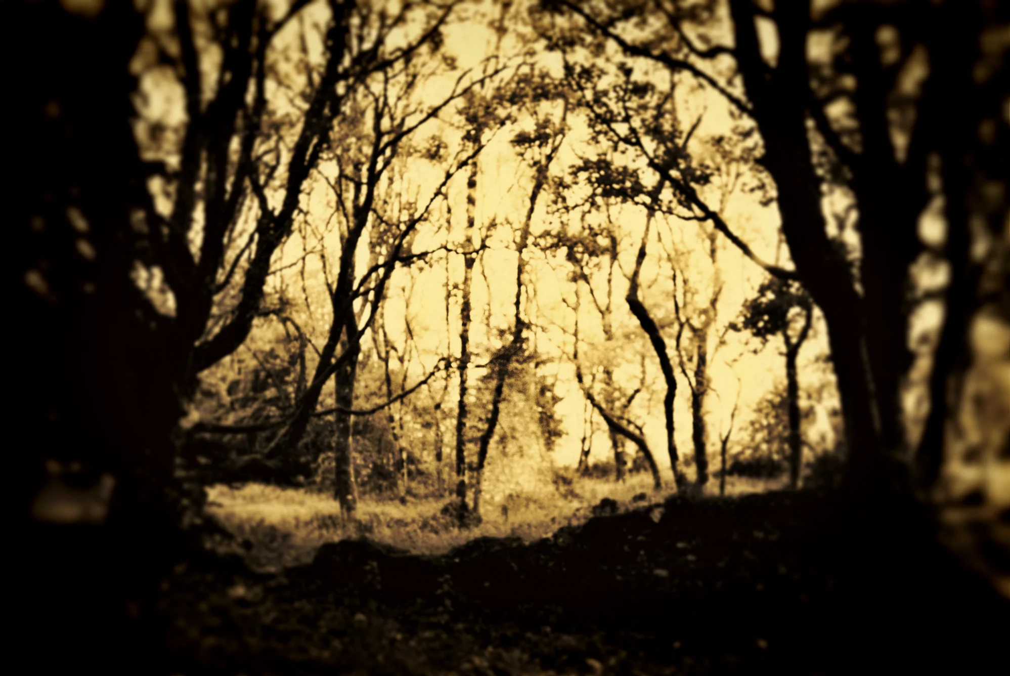  Mythophelia ( noun)  1. a love of myth  Our landscape is a storyland. Stories as old as our fires, older than our words. Landscapes may change but the stories remain. They lurk below the soil, whisper on the wind, through the branches of ancient tre