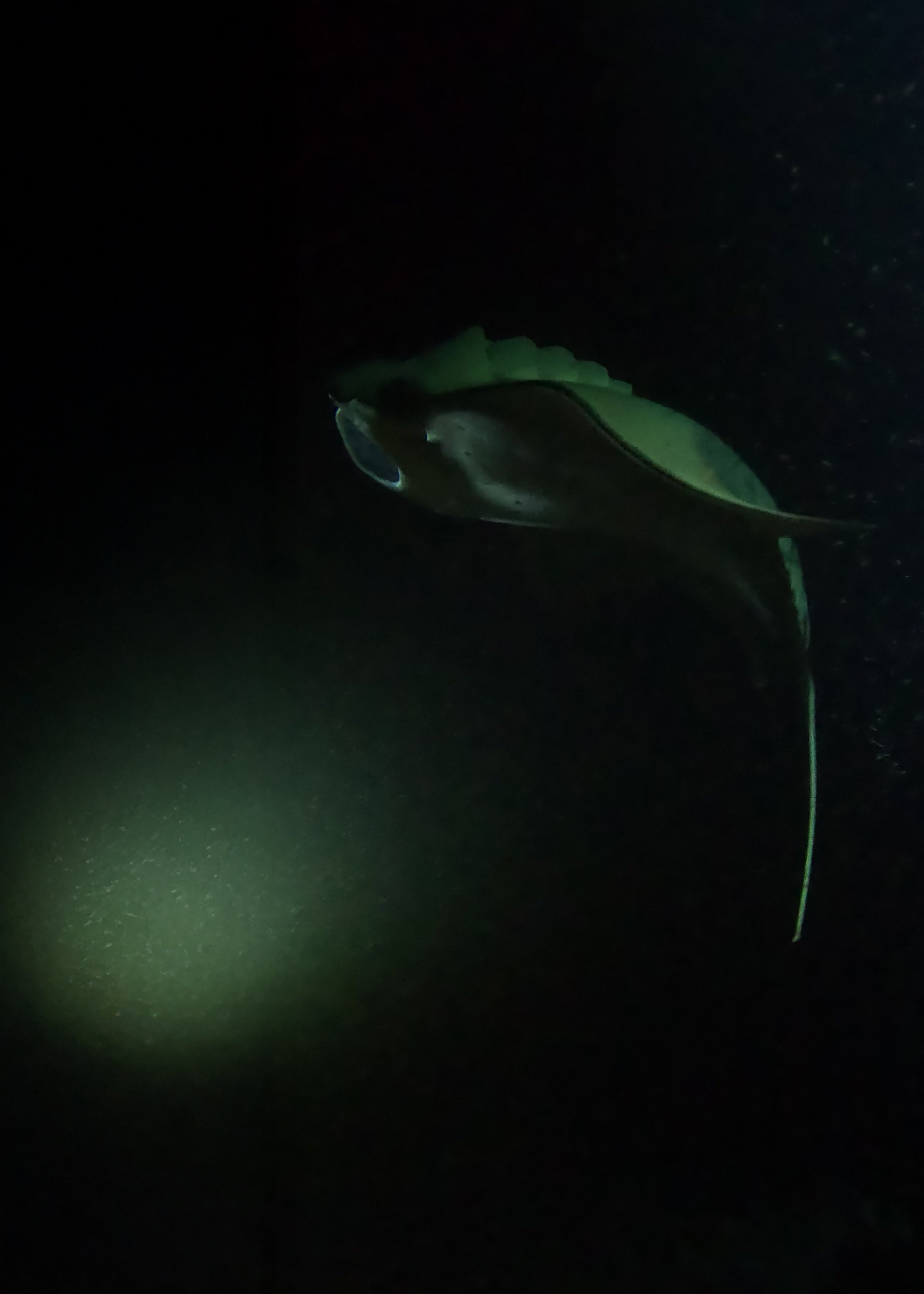 Manta 14x10 copy.jpg