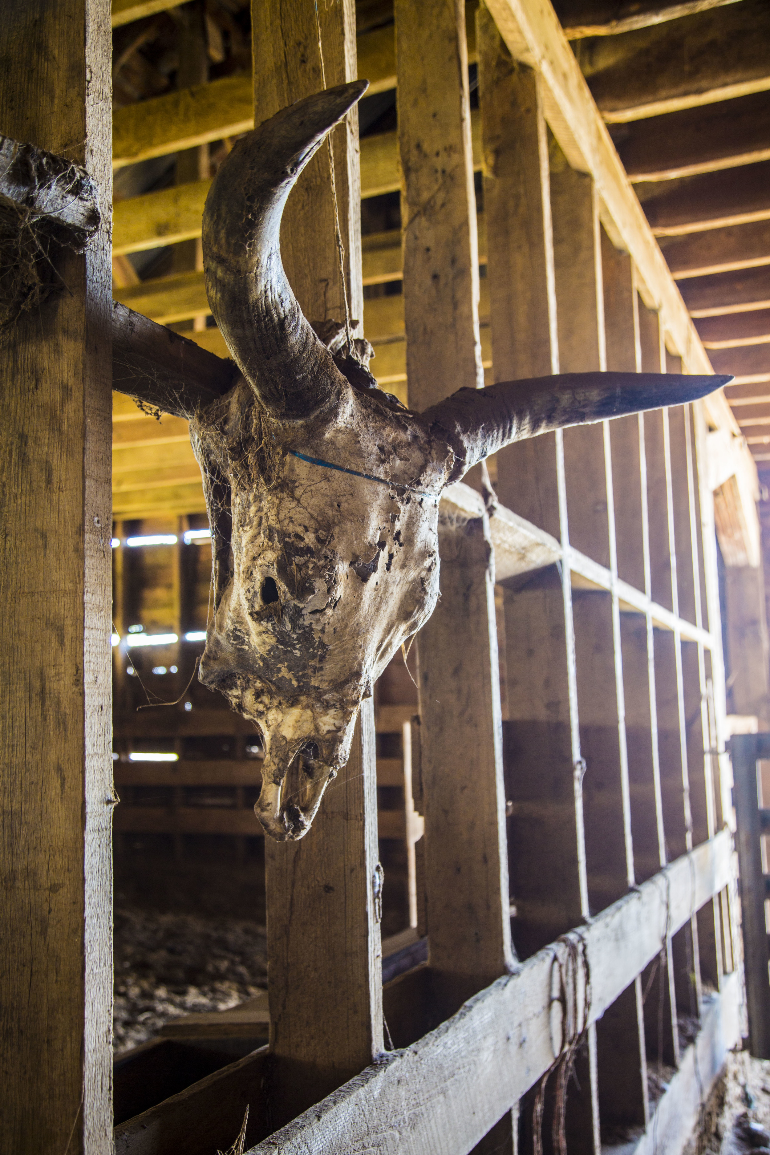 Cow Skull KAC7896.jpg