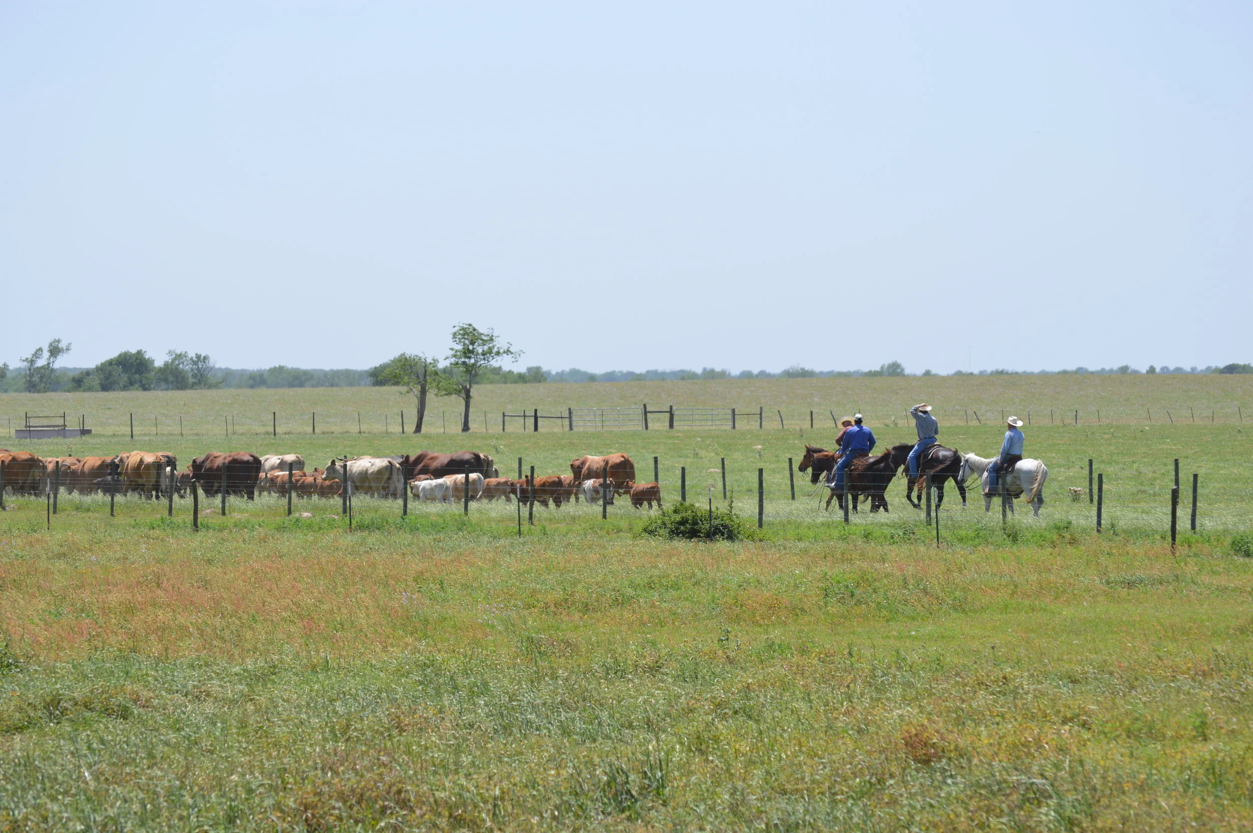 Driving Cattle 2_Christine Mansfield.JPG