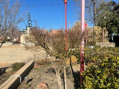 The weather and age had not been nice to the Asian Garden Beds