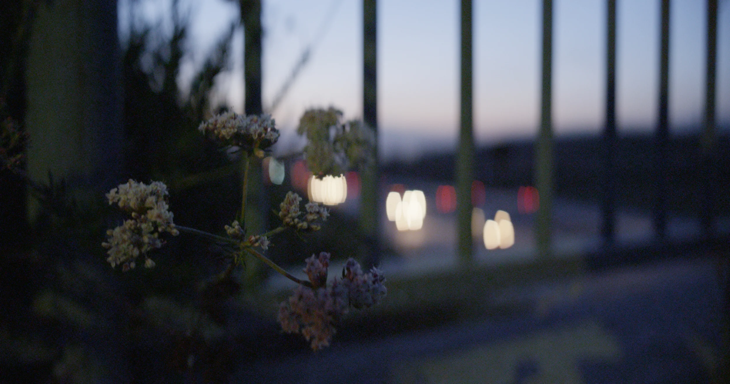 CineMorph Mod filter at 35mm f1.8