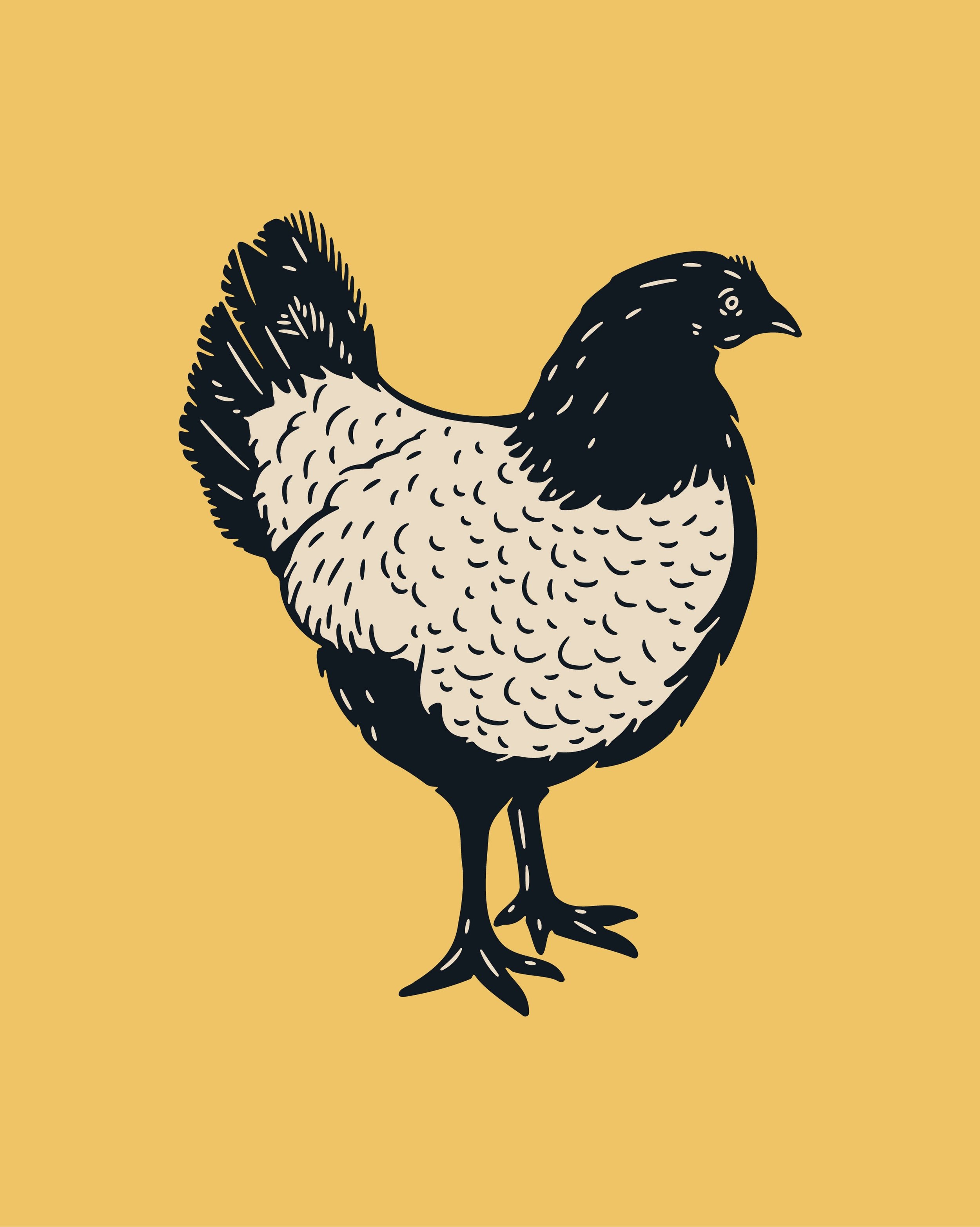 Hawaiian Hen

These birds were all over Kauai. Had to vectorize one.