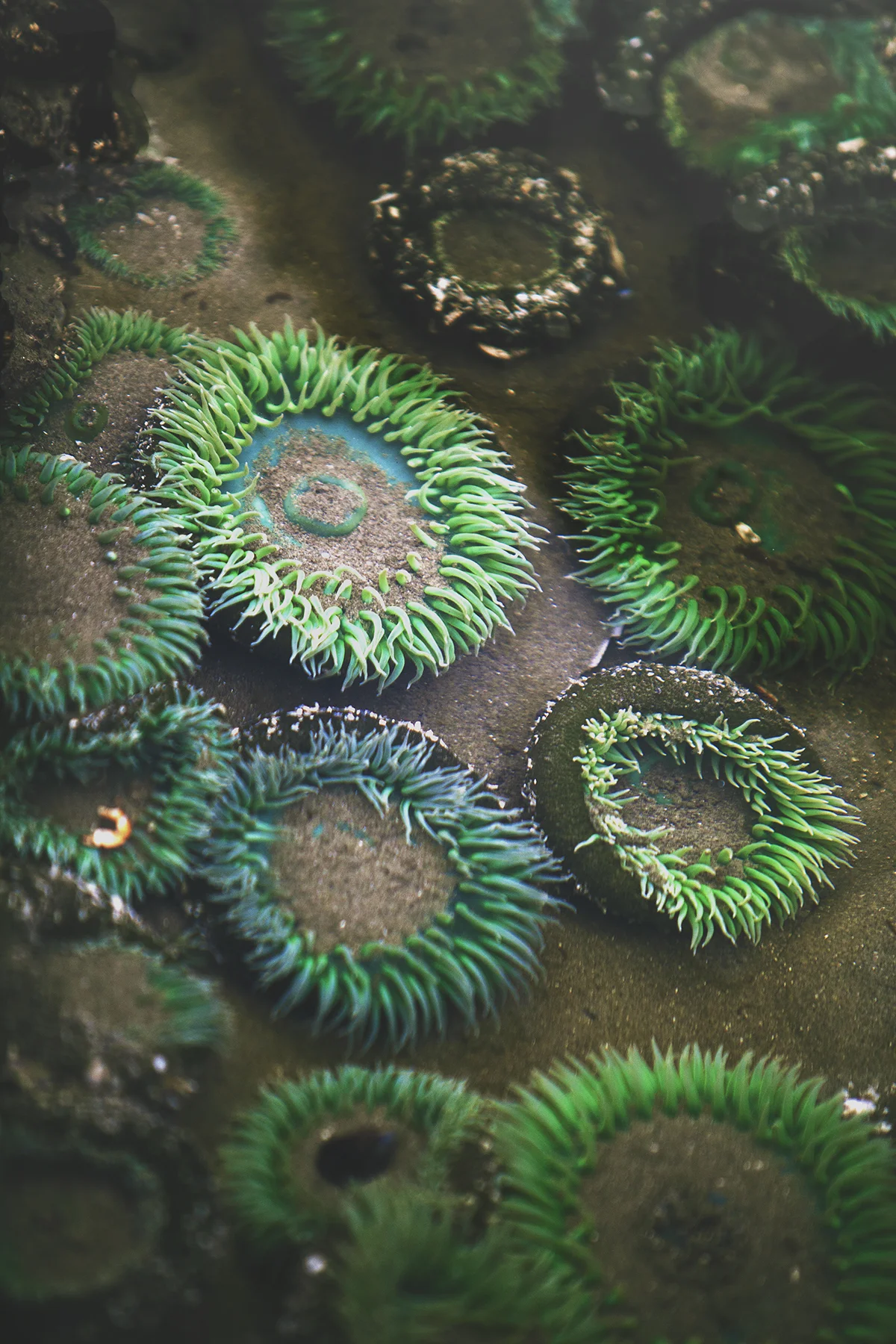AHoogveld_Tofino_Aug2018-372 Edit Web.jpg
