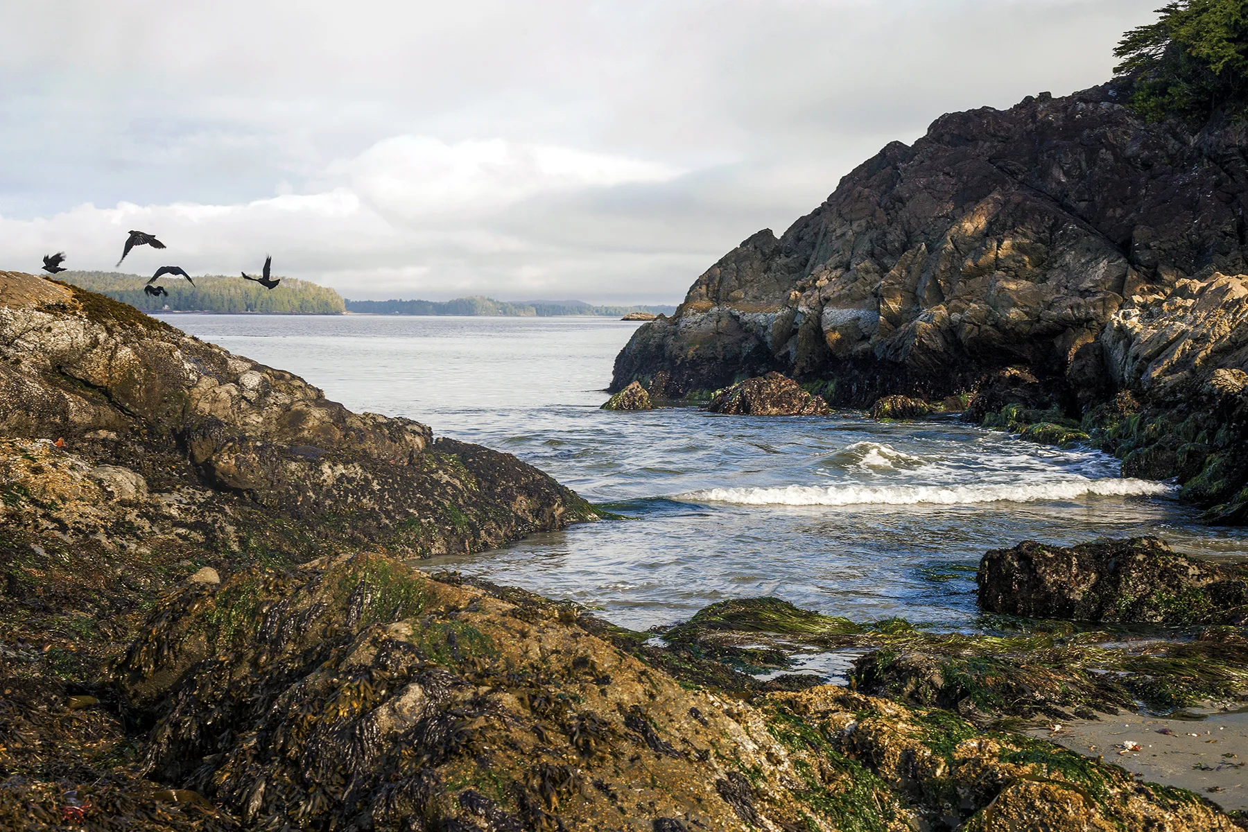 AHoogveld_Tofino_Aug2018-381 Edit Web.jpg