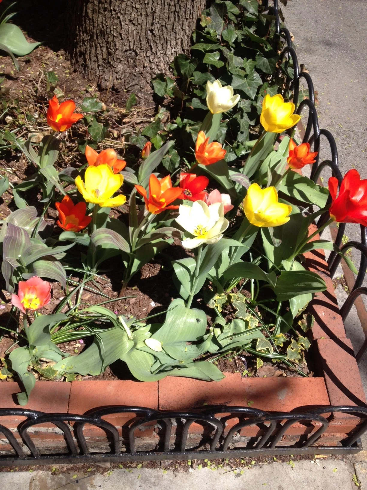 Loving the tulips in the West Village!