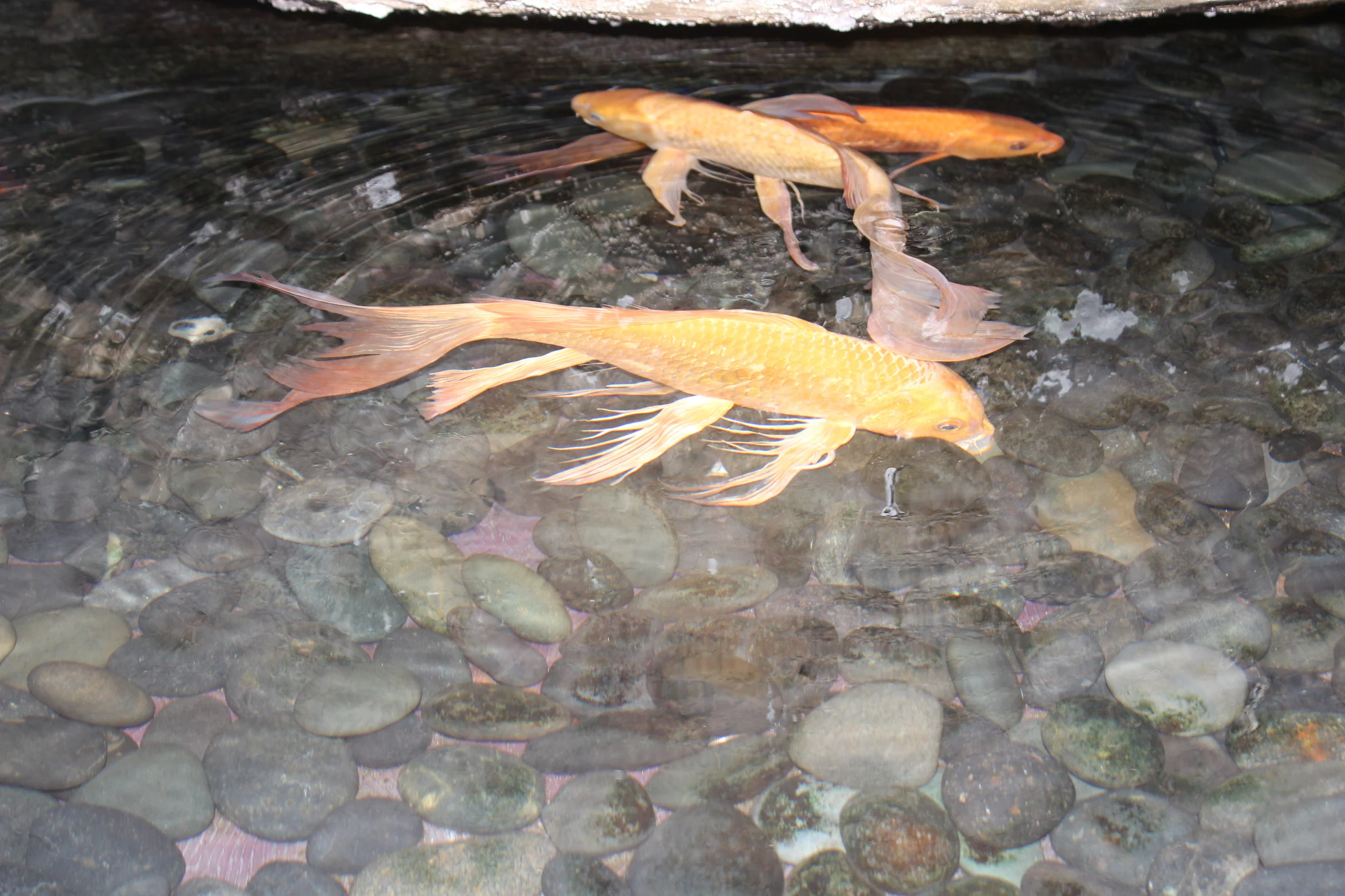 Koi Fish Pond