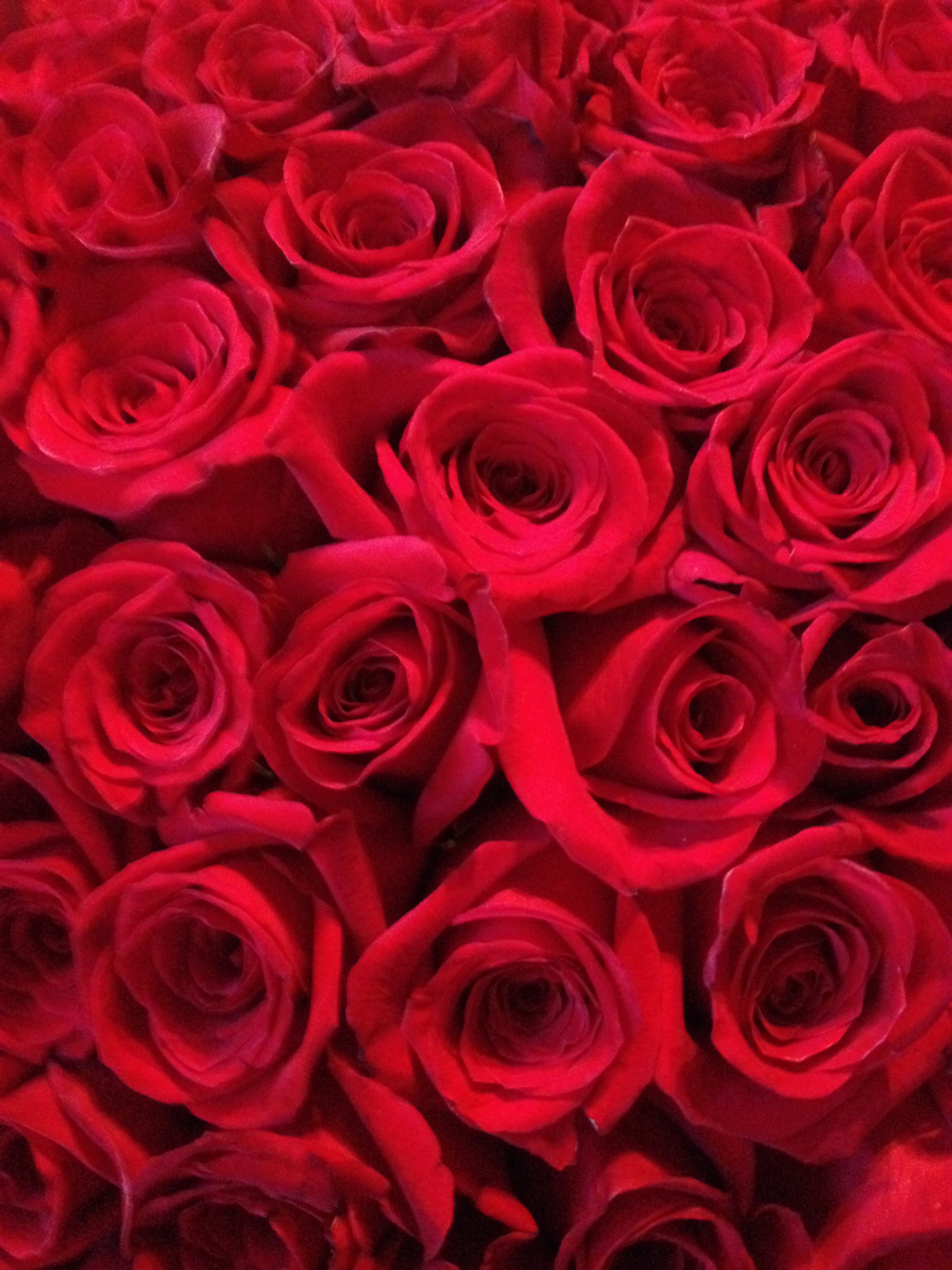 Everything's coming up roses
