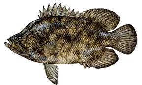 THIS IS THE FISH - Look MA, 3 tails!