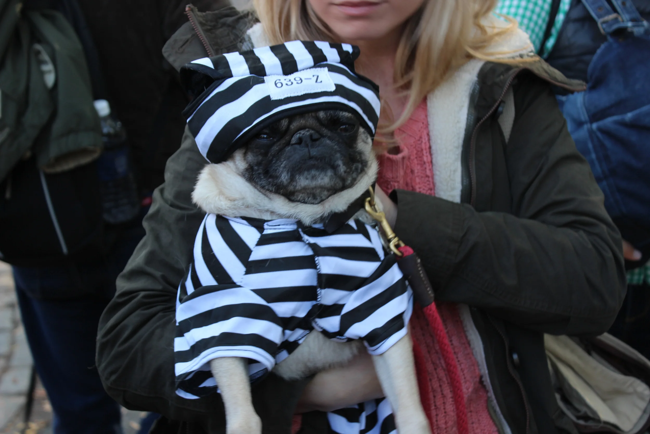 Pug Life