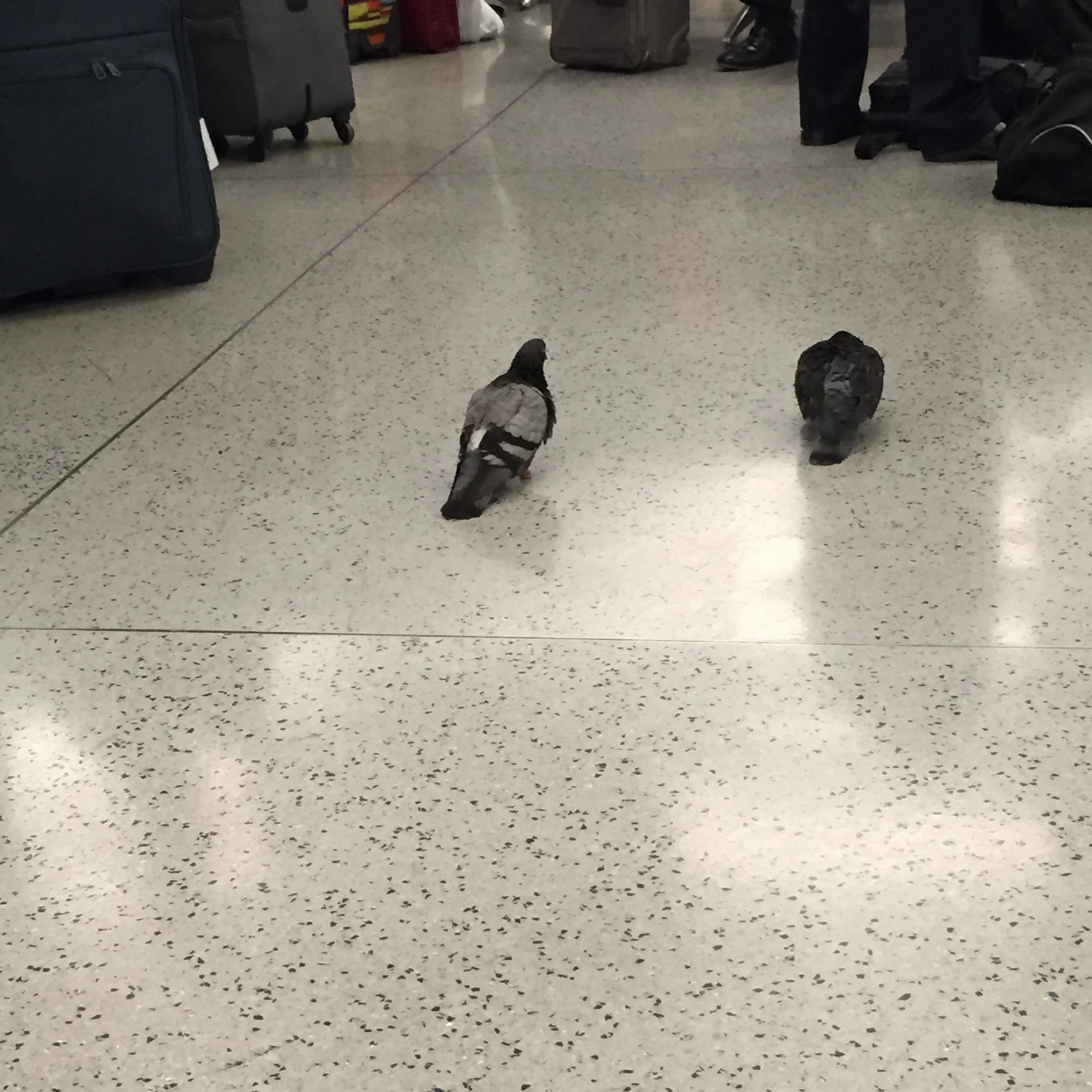 Like the two pigeons (trapped?) in Penn Station, Aish and I were ready to escape Manhattan!