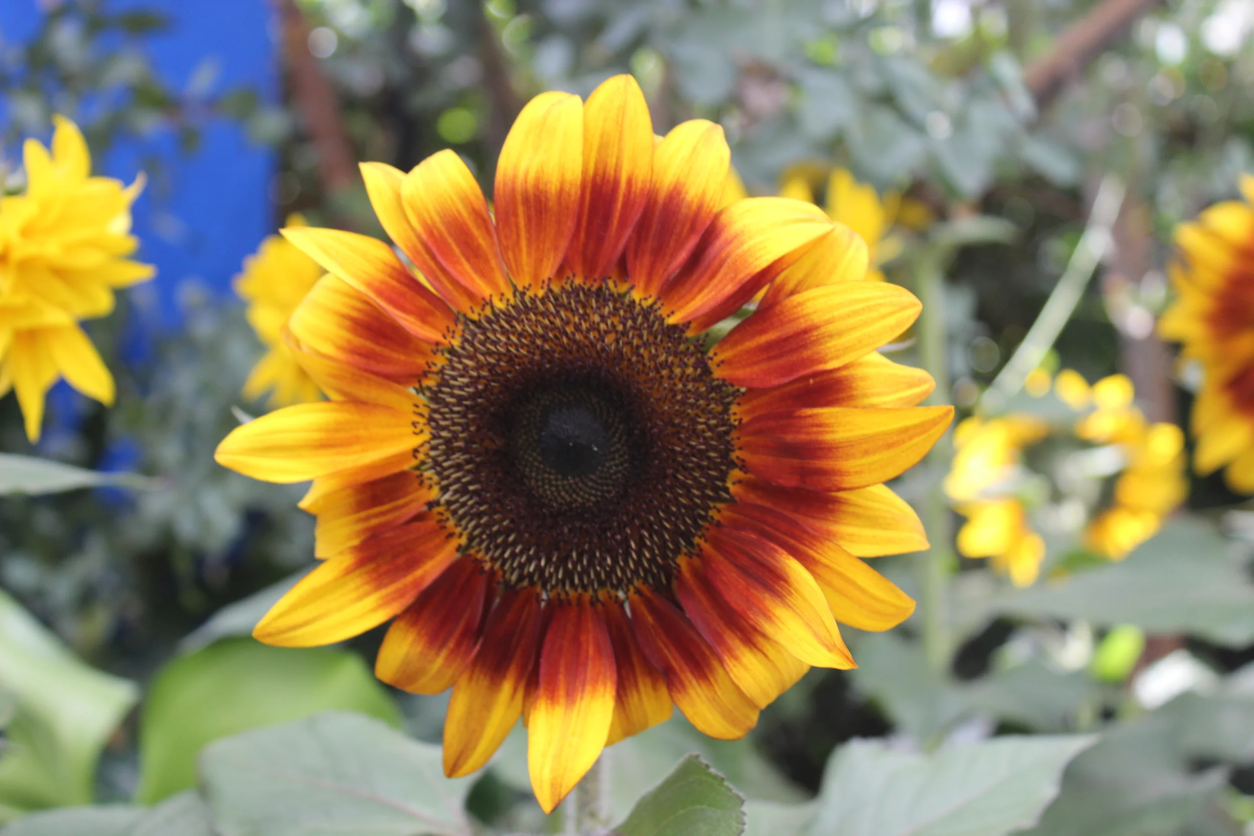 New York Botanical Garden & Frida Kahlo Exhibit