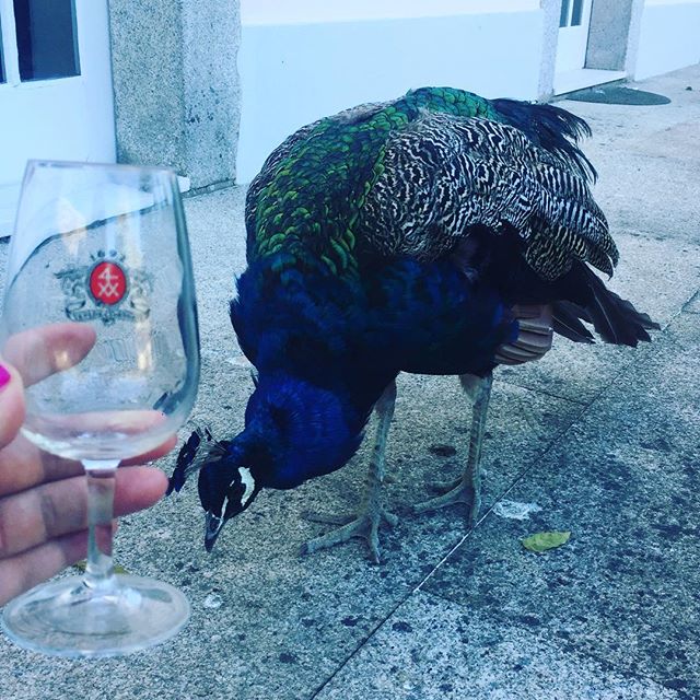 Peacocking in Porto.