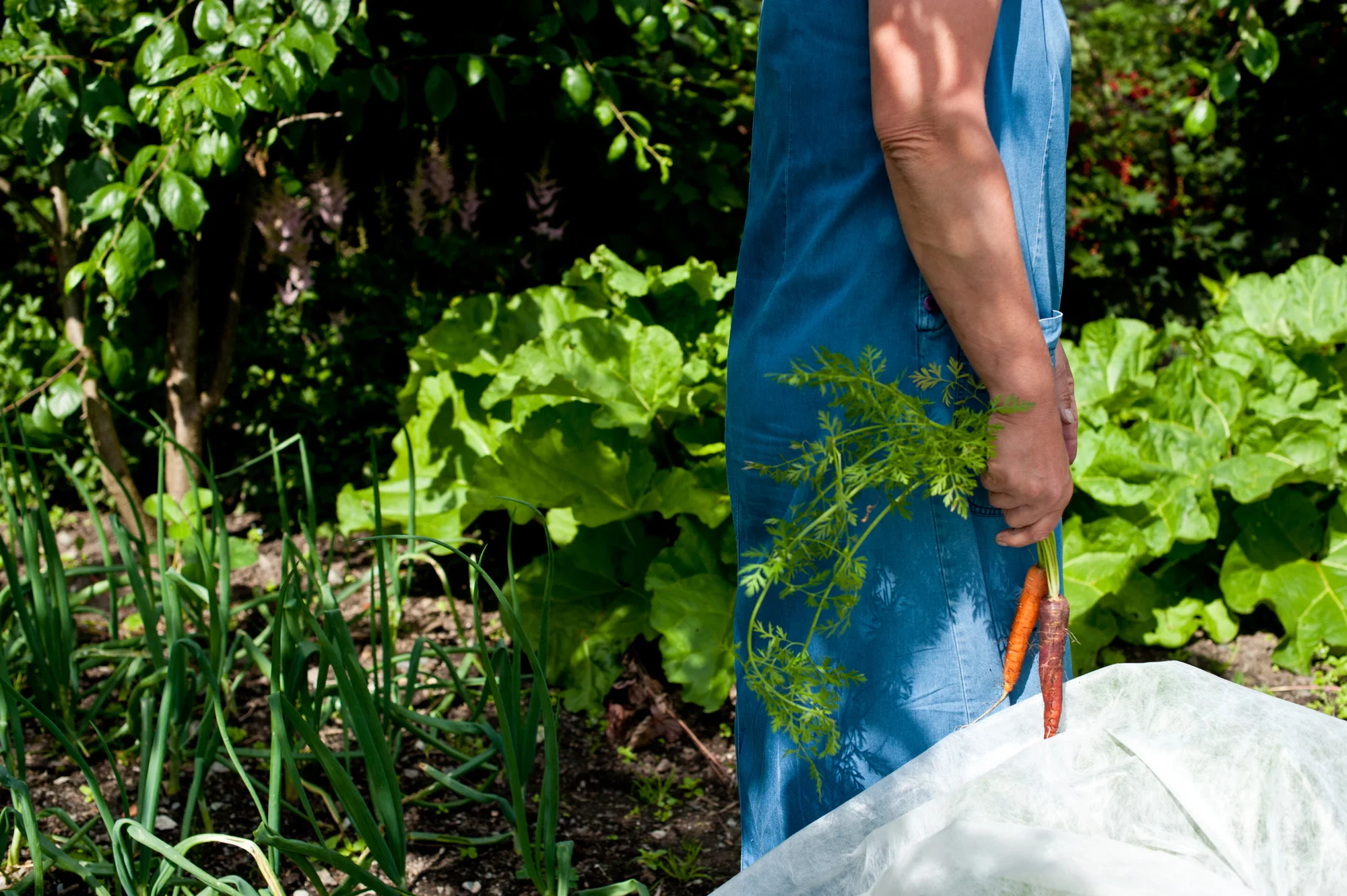Garden11.jpg