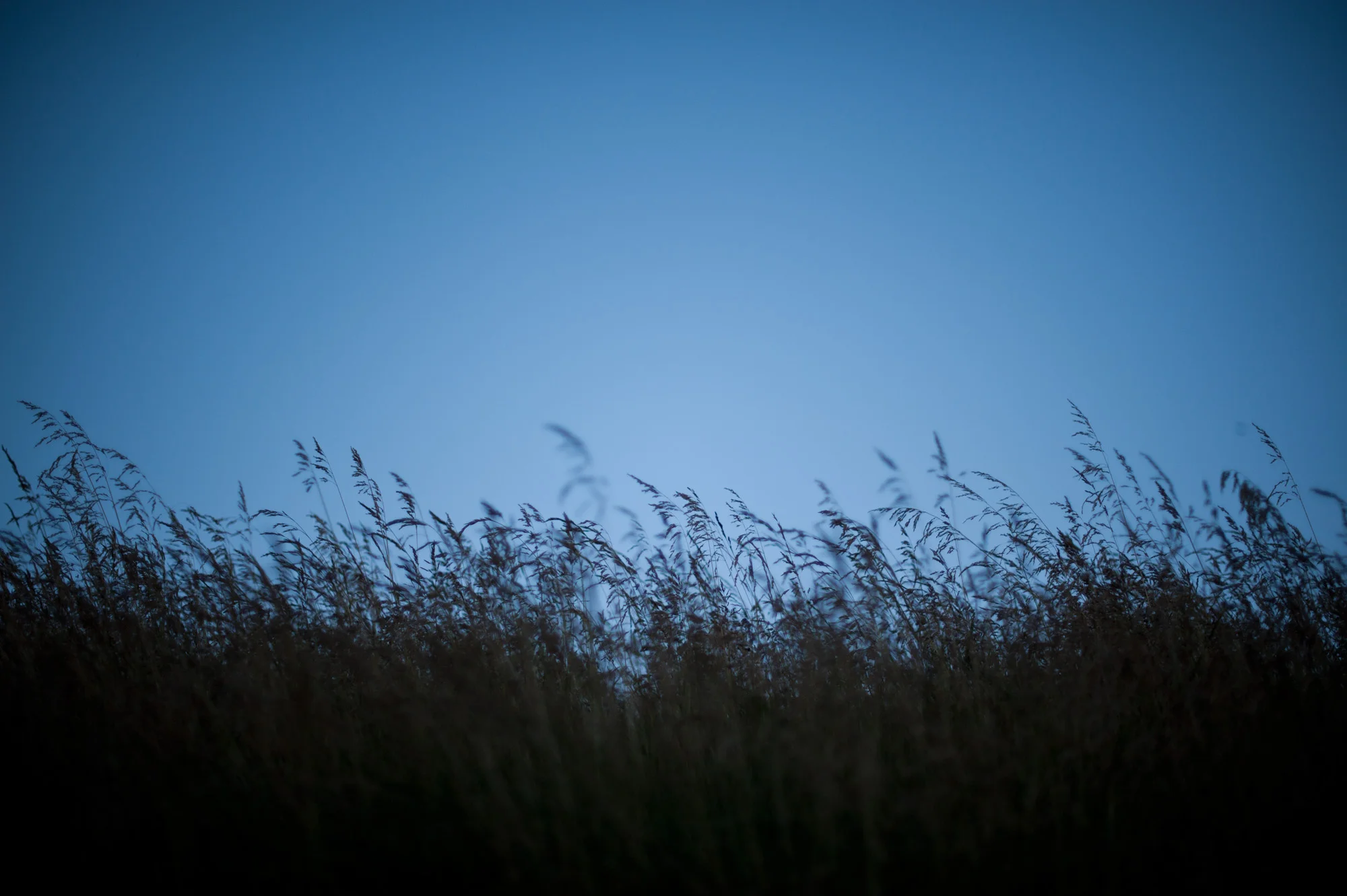Garden19.jpg