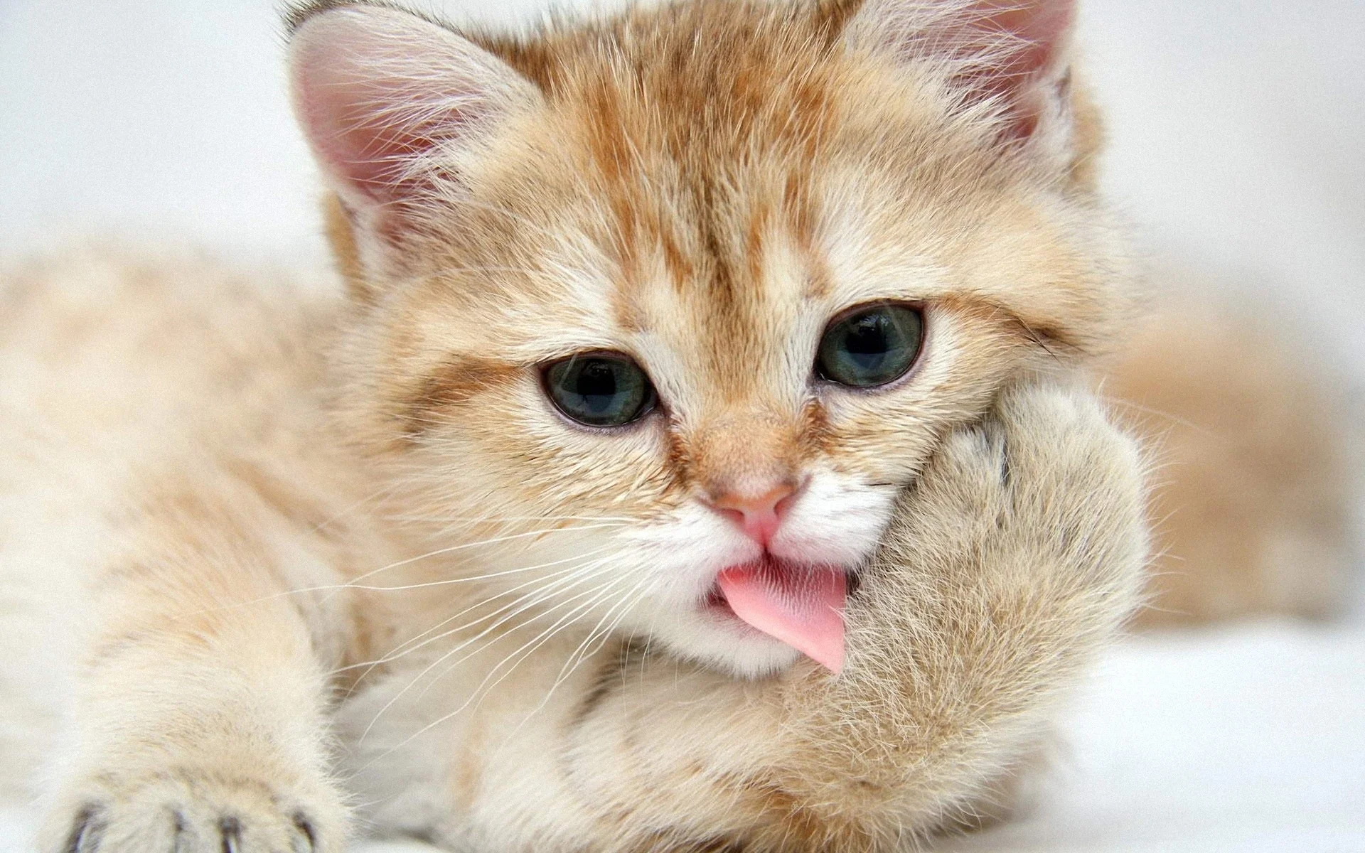 cat-wallpaper-01.jpg