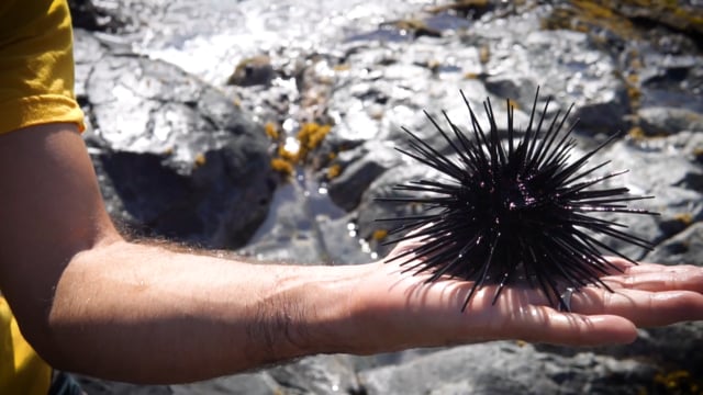 Maui Foraging with Chef Mike Lofaro and Kainoa Horcajo