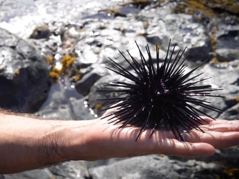 Maui Foraging with Chef Mike Lofaro and Kainoa Horcajo