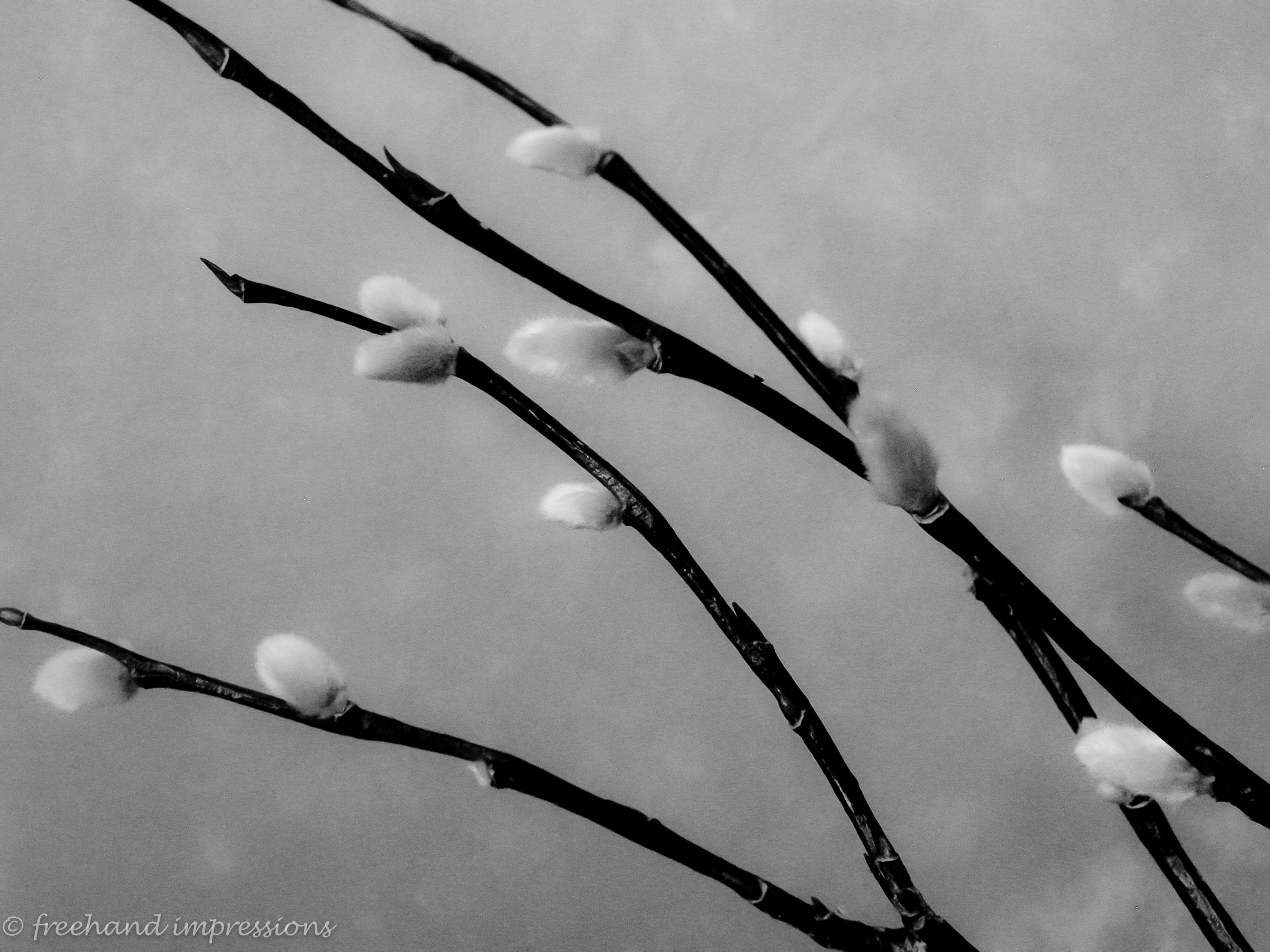 pussywillows-1.jpg