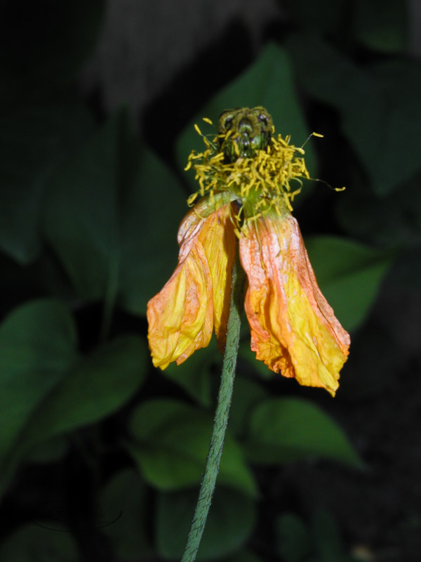 flowers-3.jpg