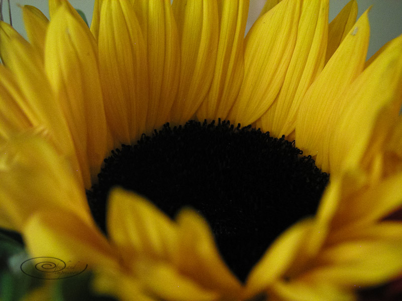 flowers (2 of 2).jpg