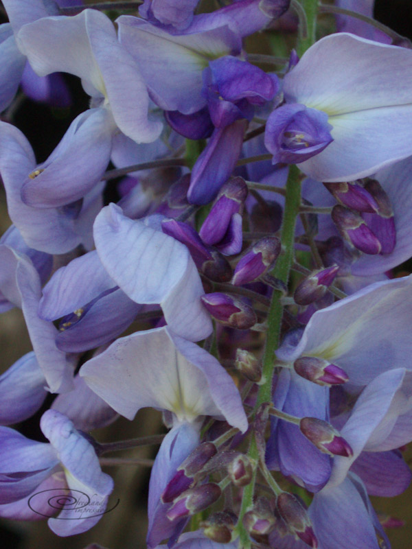 purple?.jpg